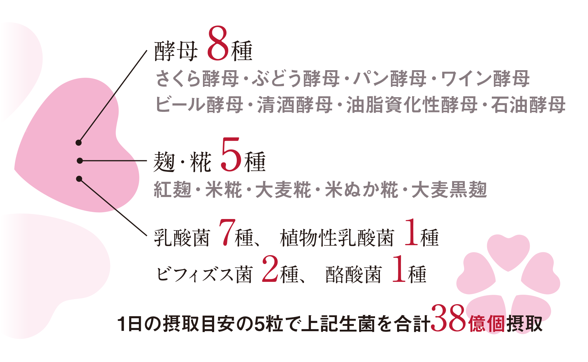 酵母8種・麹5種・乳酸菌7種・植物性乳酸菌1種・ビフィズス菌2種・酪酸菌1種 合計24種38億個
