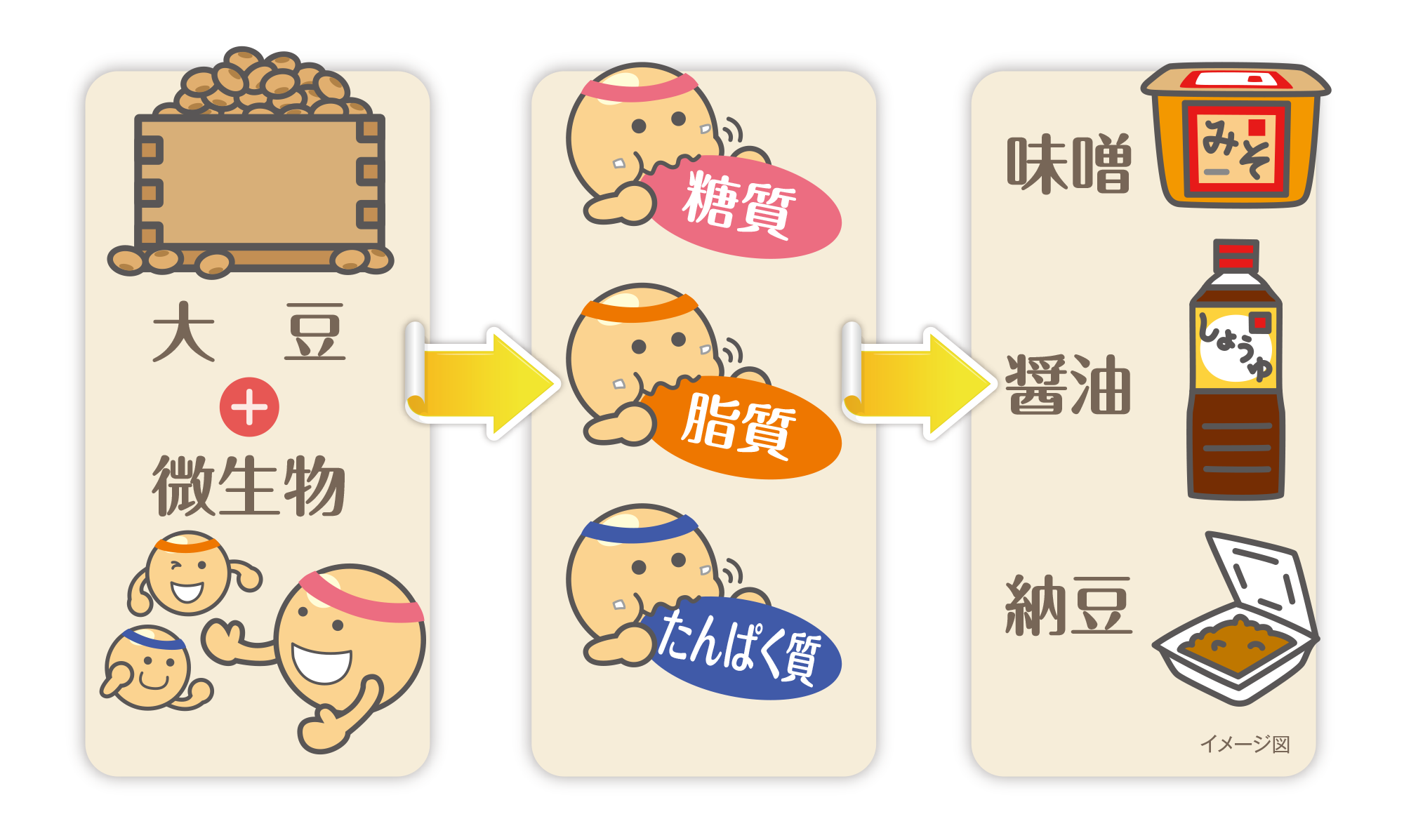 大豆+微生物が糖質・脂質・たんぱく質を分解し、味噌・醤油・納豆などの発酵食品になる仕組み